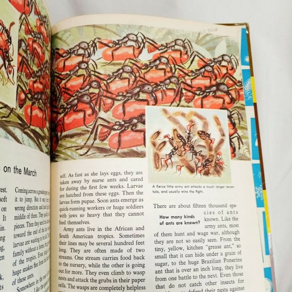 How and Why Ants and Bees Hardcover Book 1962 School Ex-Library Ronald N Rood - Picture 11 of 12